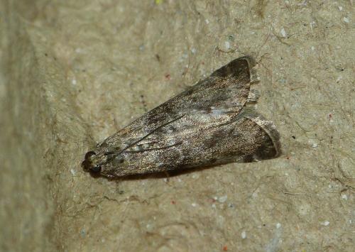 Sciota hostilis